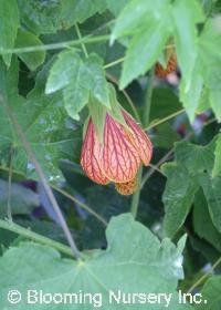 Abutilon 'Temple Bells'